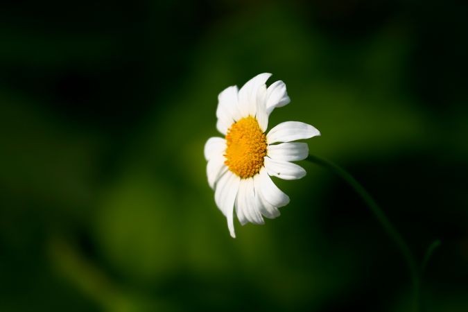 雏菊